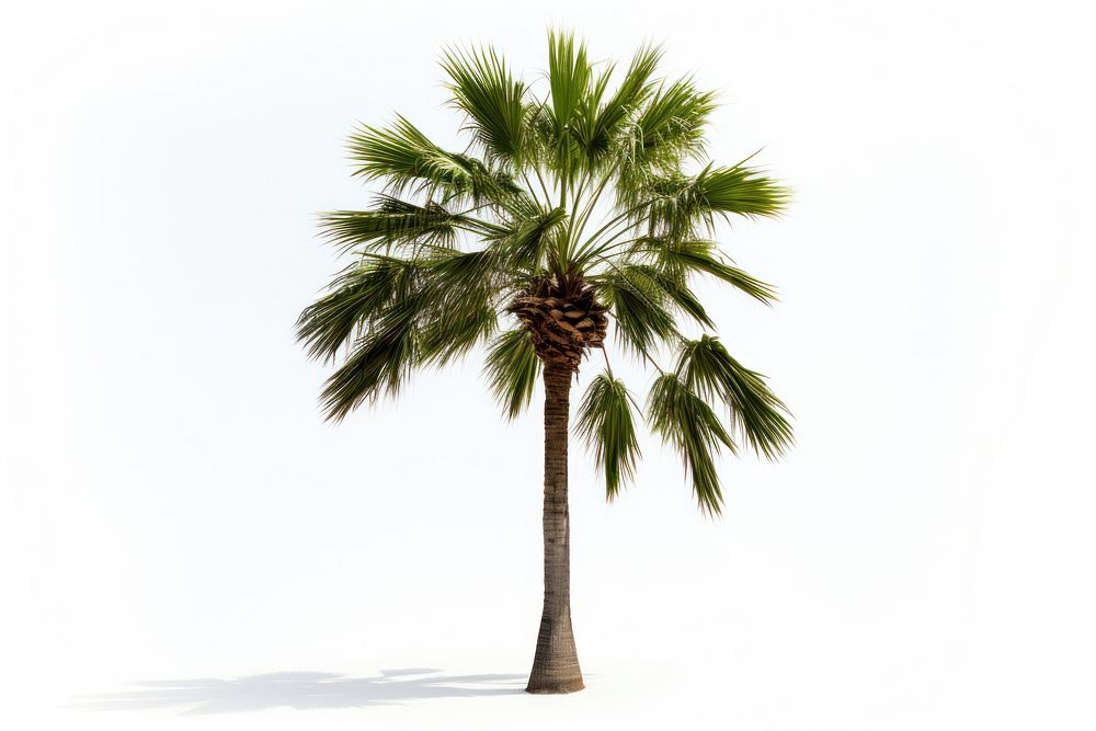 Palm tree plant nature green. AI generated Image by rawpixel.