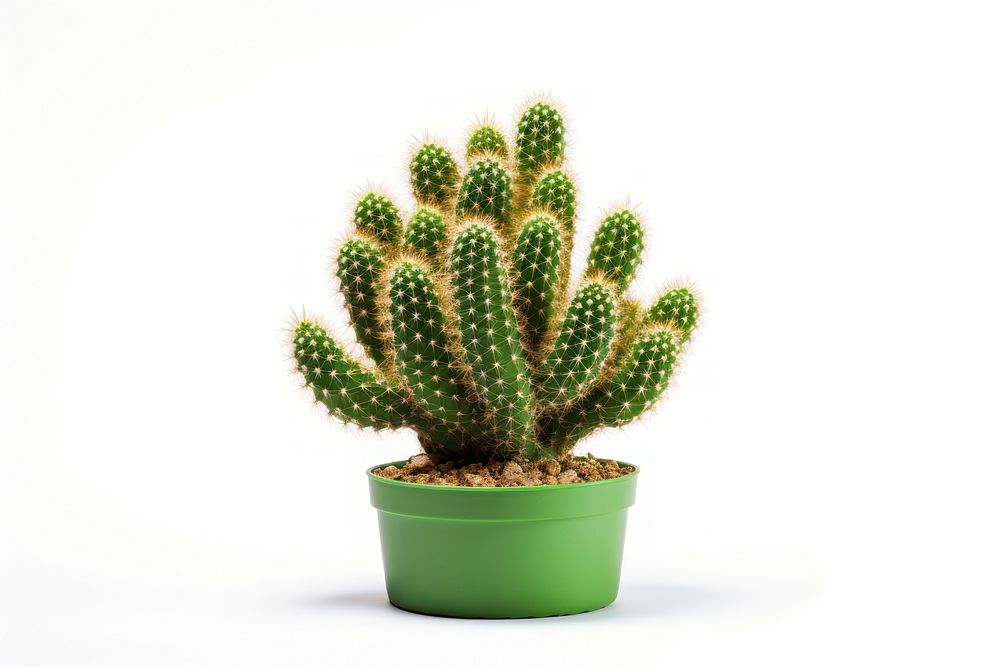 Pencil cactus plant nature green. AI generated Image by rawpixel.