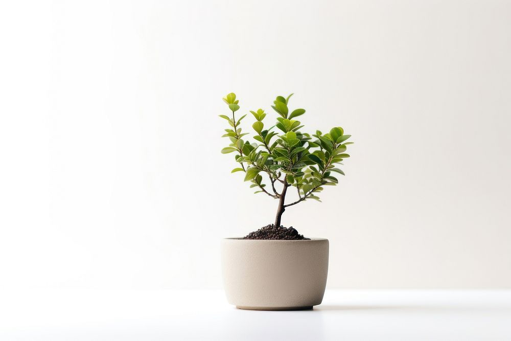 Small plant in pot tree bonsai nature. AI generated Image by rawpixel.