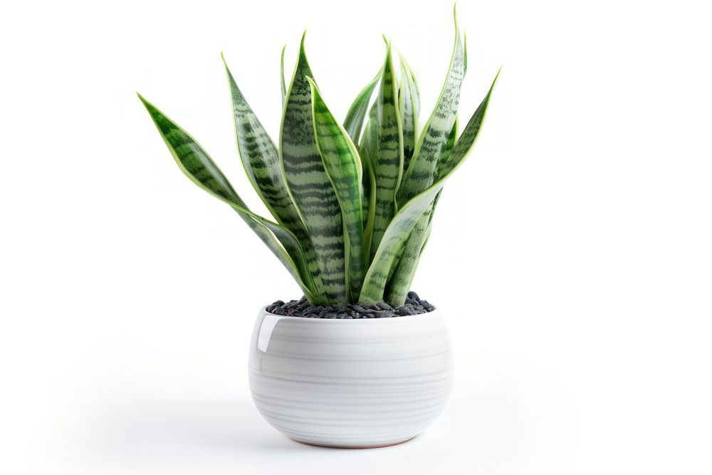 Snake plant nature green vase. AI generated Image by rawpixel.