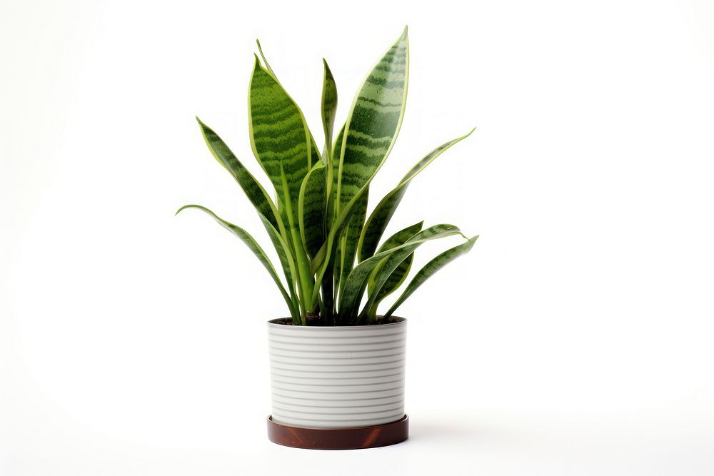 Snake plant nature flower green. AI generated Image by rawpixel.