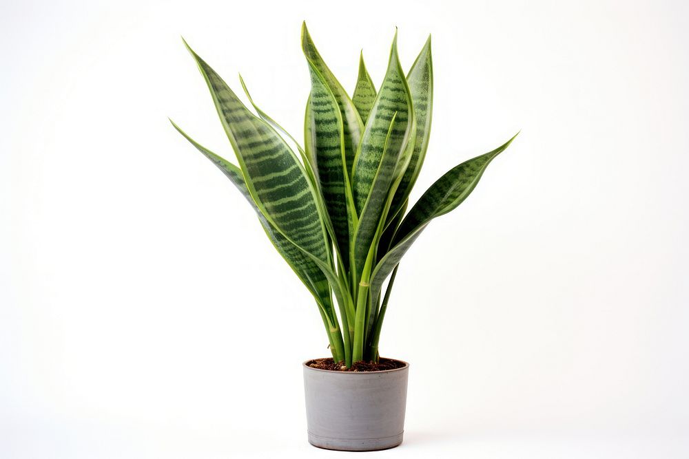 Snake plant nature green leaf. AI generated Image by rawpixel.
