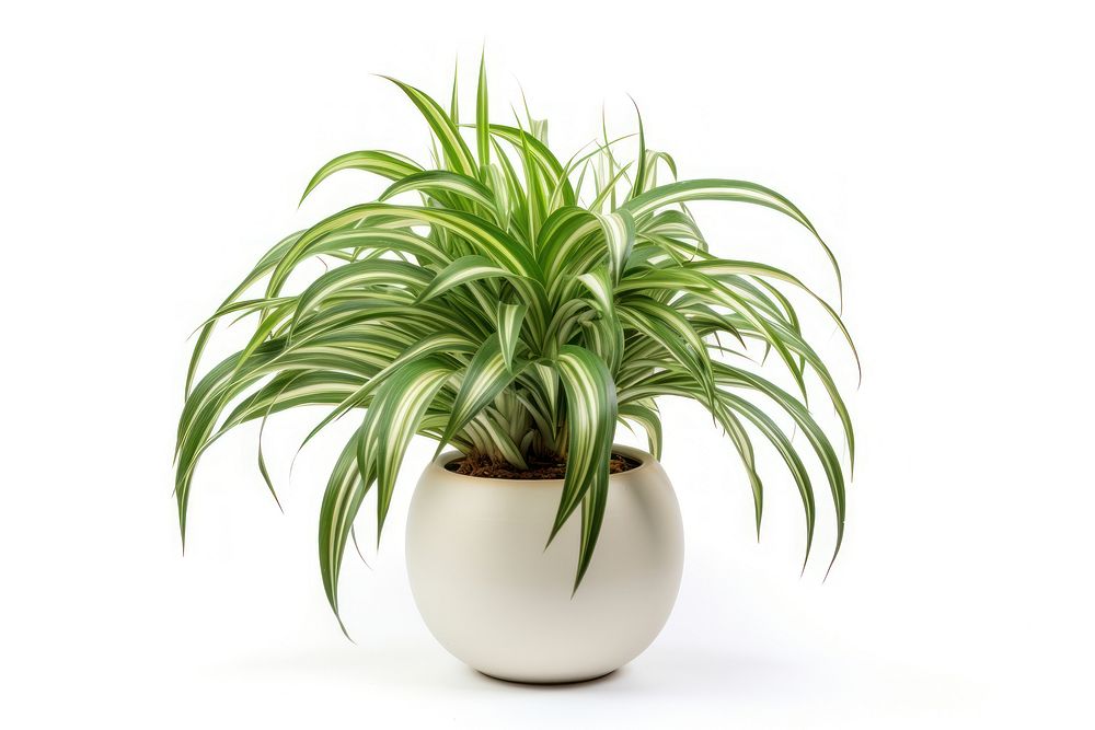 Spider plant nature green white background. AI generated Image by rawpixel.