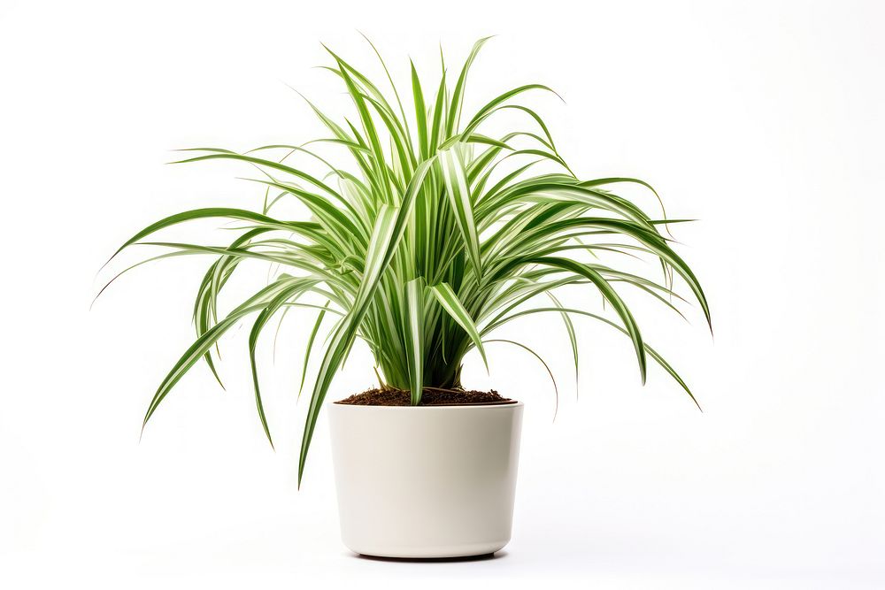 Spider plant nature flower green. AI generated Image by rawpixel.