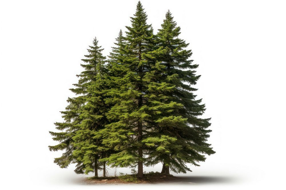 Spruce plant tree nature. AI generated Image by rawpixel.