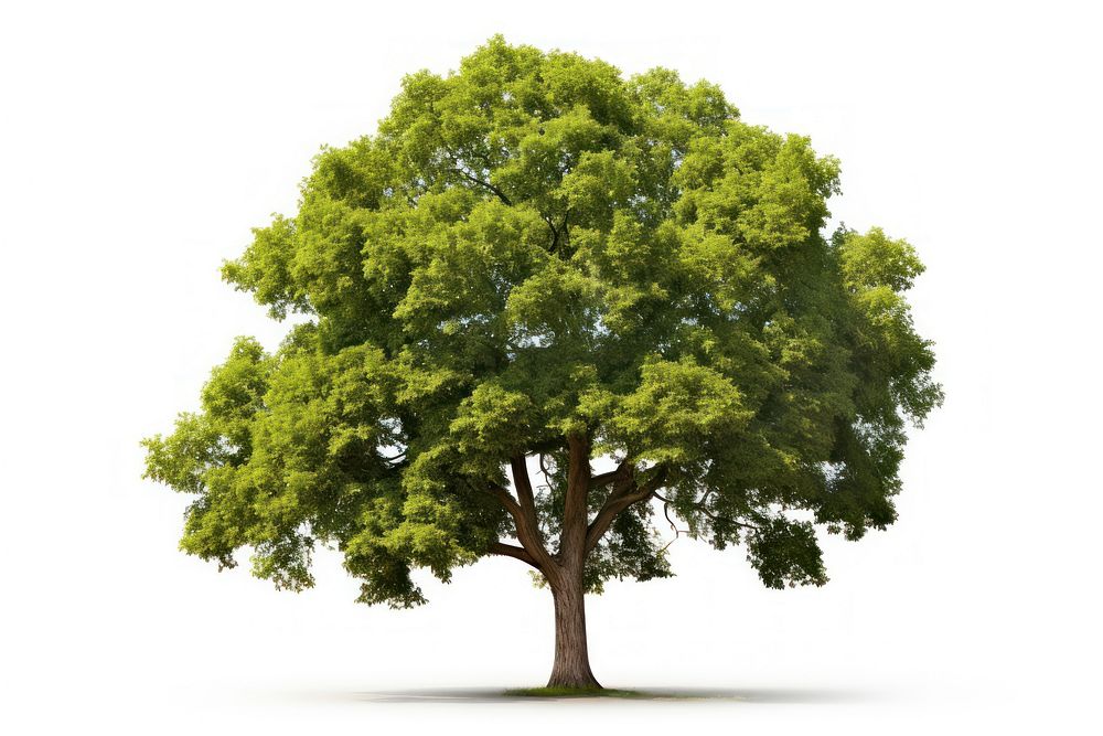 Tree plant nature green. AI generated Image by rawpixel.