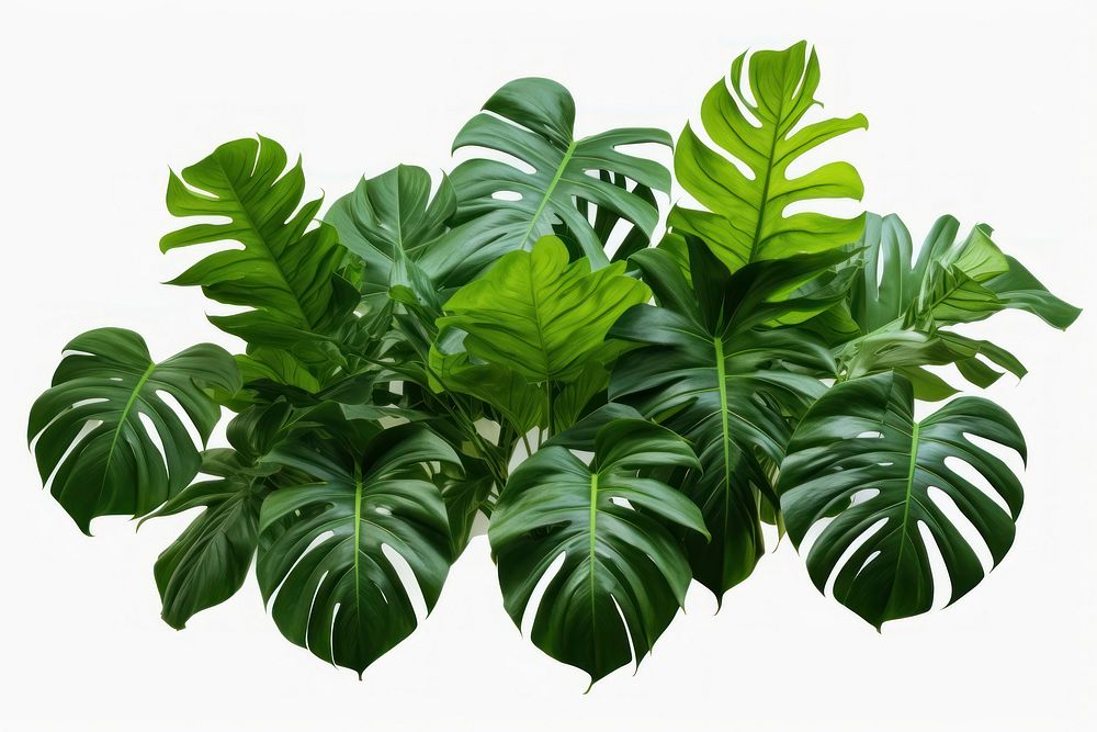 Tropical leaves foliage plant bush bush tropics nature flower. AI generated Image by rawpixel.