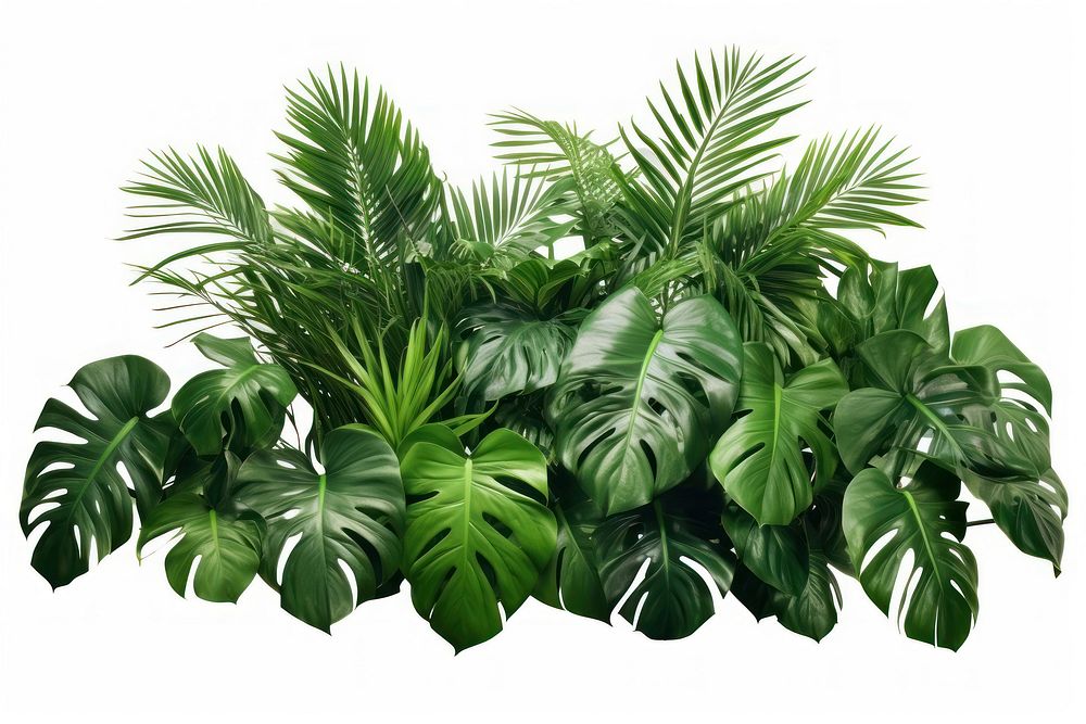 Tropical leaves foliage plant bush bush nature tree vegetation. AI generated Image by rawpixel.