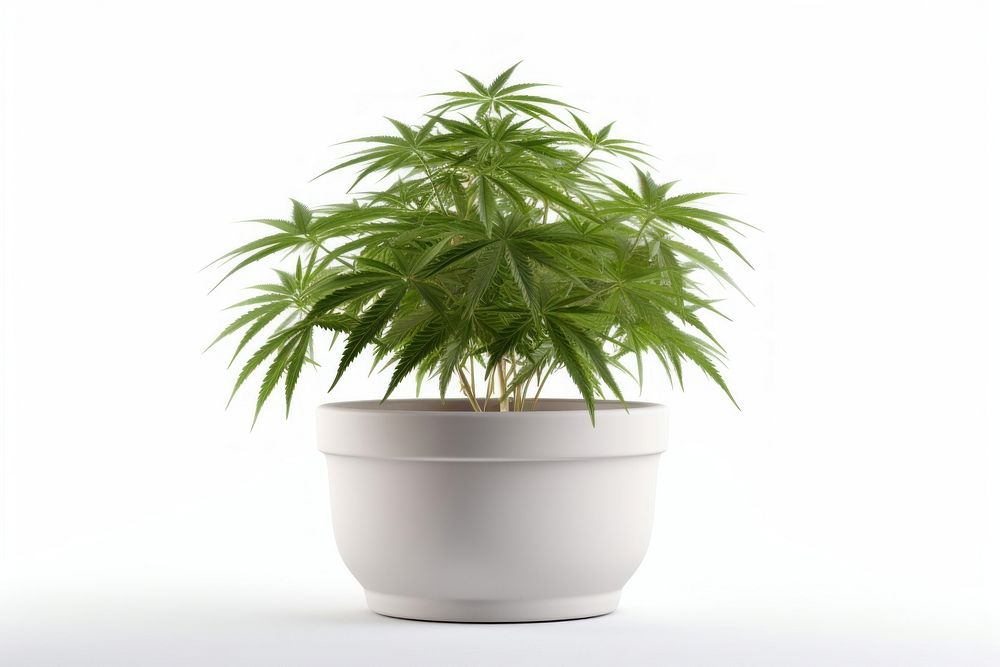 Cannabis Santiva plant cannabis leaf. AI generated Image by rawpixel.