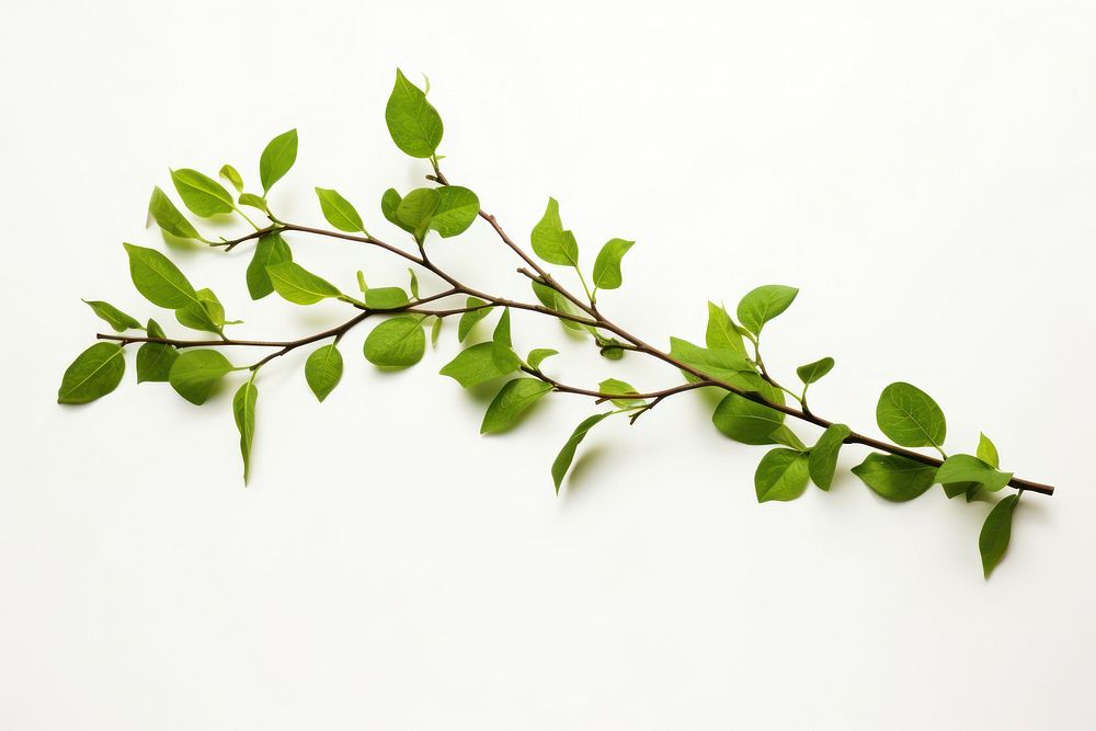 Green l branch plant green herbs. AI generated Image by rawpixel.