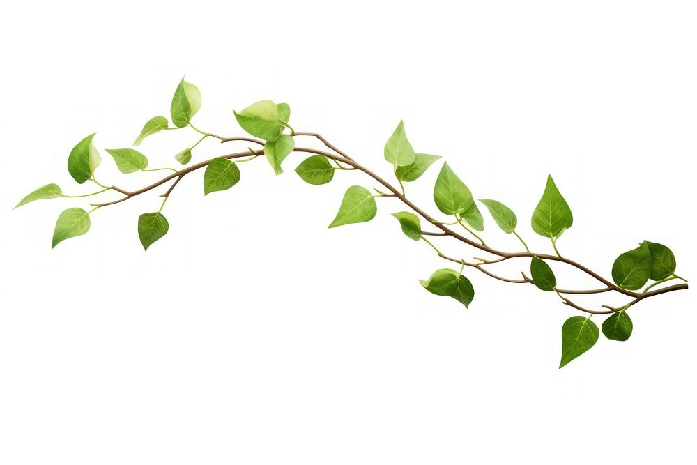 Green l branch plant green leaf. AI generated Image by rawpixel.