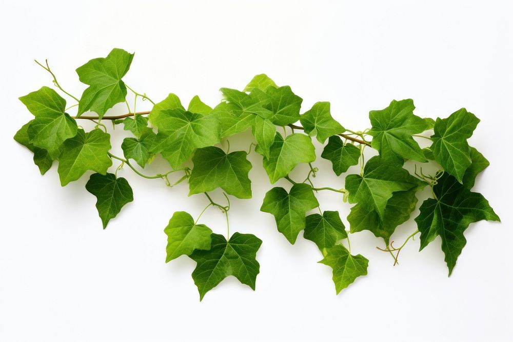 Green leaves plant vine ivy. AI generated Image by rawpixel.