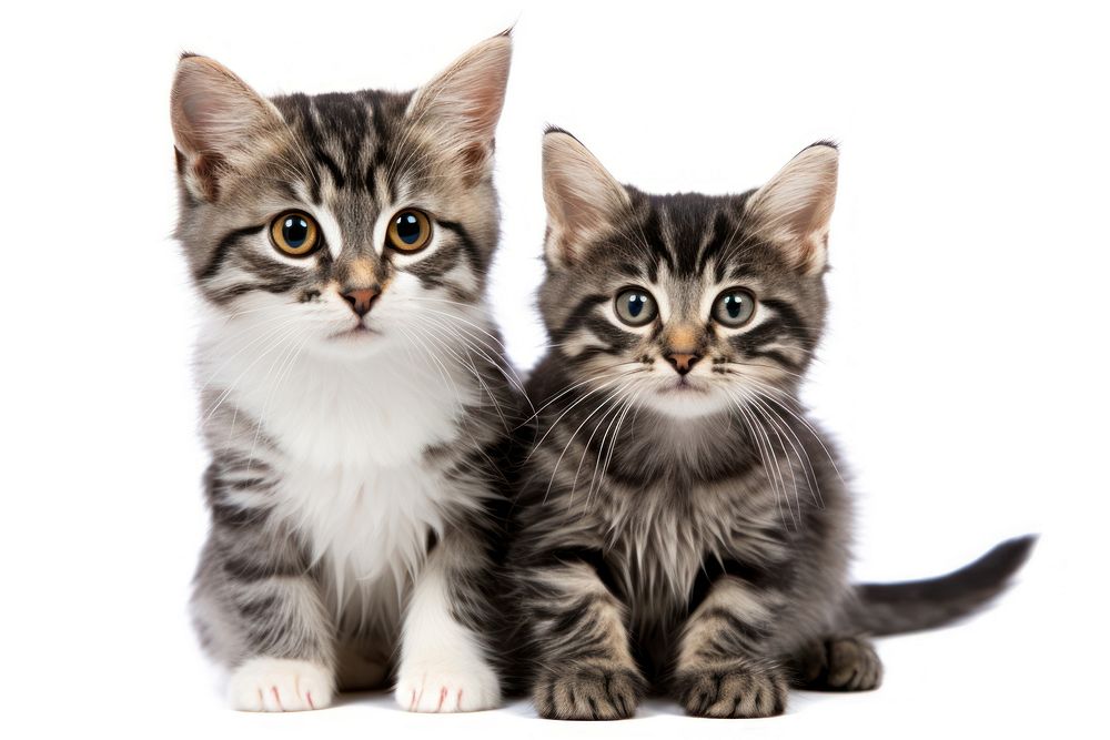 Cute black tabby with white stray cat kitten mammal animal pet. AI generated Image by rawpixel.