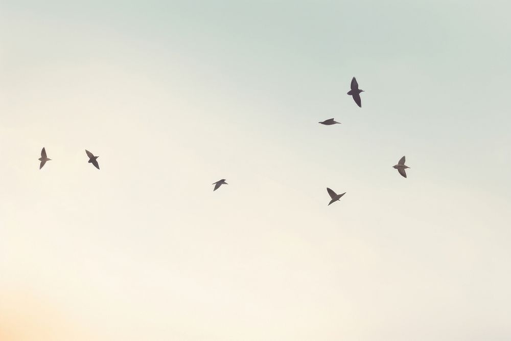 Birds flying on sky outdoors animal nature. AI generated Image by rawpixel.