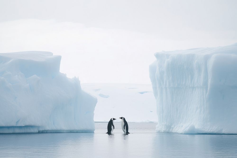 Penguins on the iceberg outdoors nature bird. AI generated Image by rawpixel.