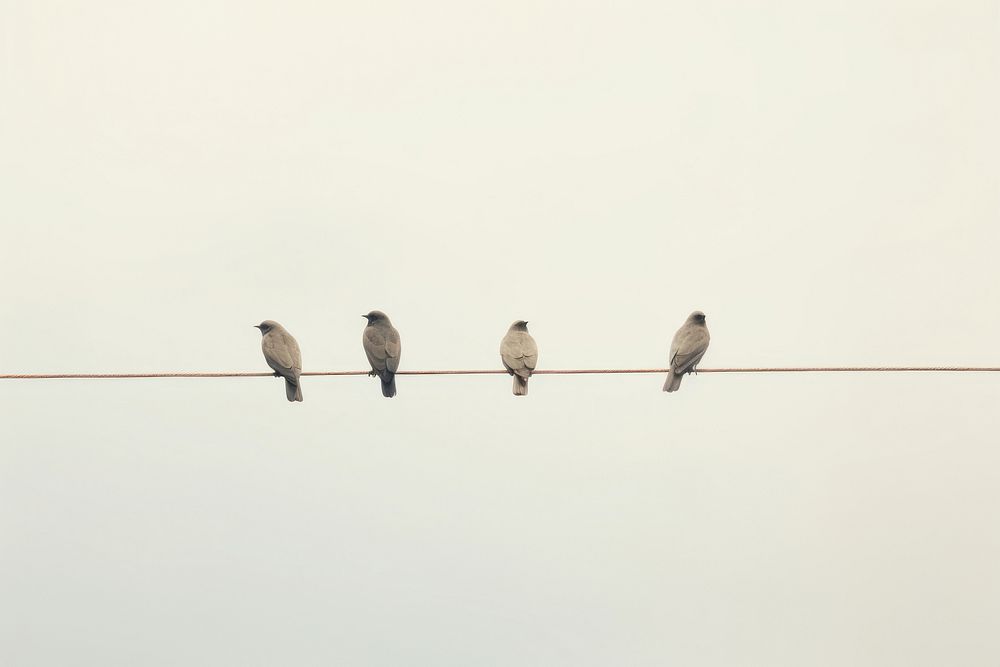 Birds on electrical wire animal sky clothespin. AI generated Image by rawpixel.