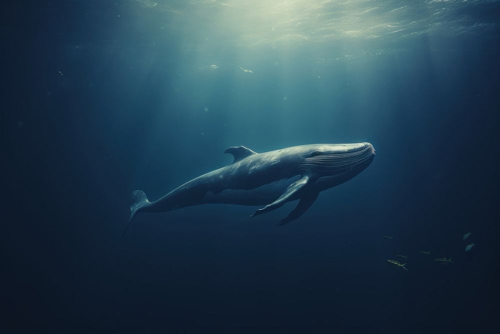 Whale outdoors animal mammal. AI generated Image by rawpixel.