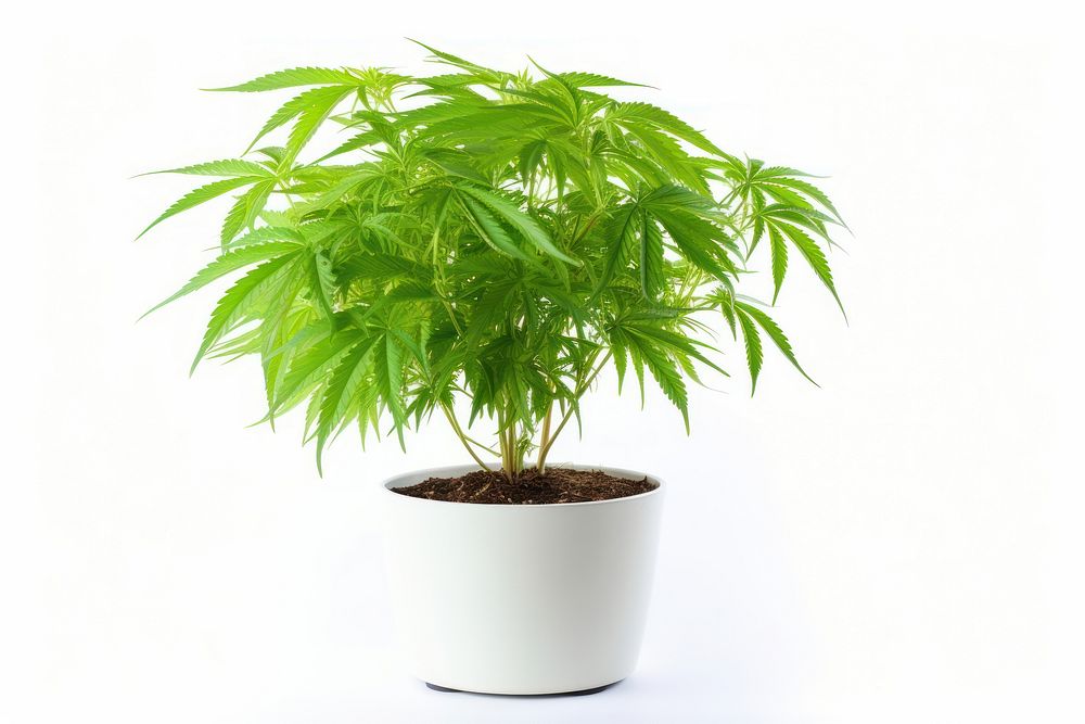 Marijuana plant leaf tree. AI generated Image by rawpixel.