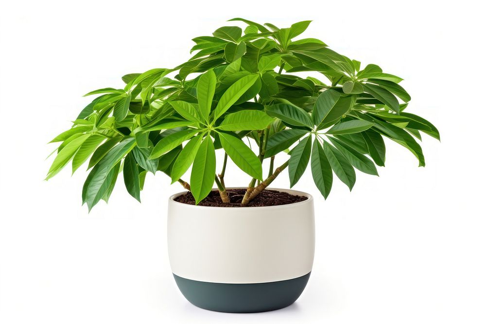 Schefflera plant bonsai leaf. AI generated Image by rawpixel.