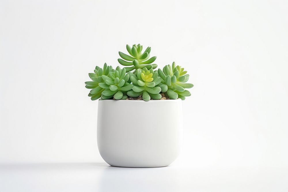 Mini green succulents plant leaf vase white background. AI generated Image by rawpixel.