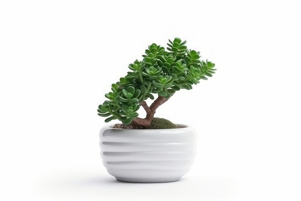 Bonsai green succulents plant leaf tree vase. AI generated Image by rawpixel.