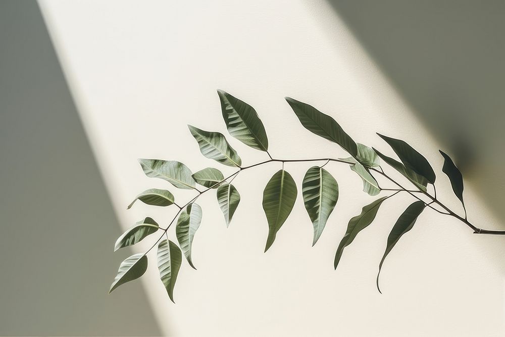 Clear background plant leaf tree. | Premium Photo - rawpixel