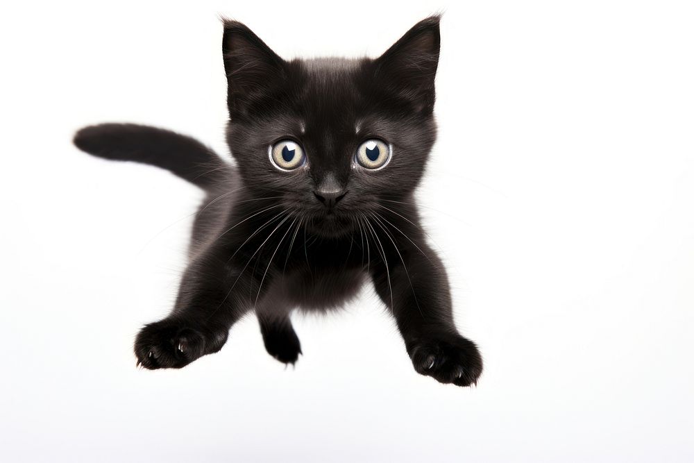A baby black cat mammal animal kitten. AI generated Image by rawpixel.