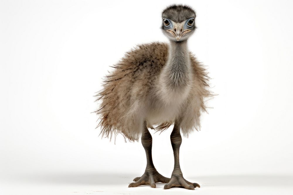 A baby emu ostrich animal bird. AI generated Image by rawpixel.