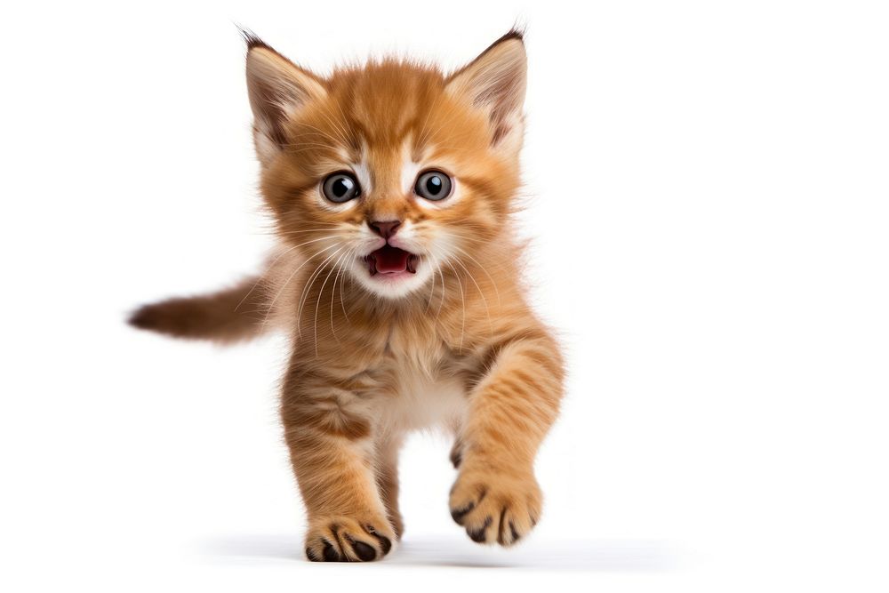 A baby golden cat mammal animal kitten. AI generated Image by rawpixel.