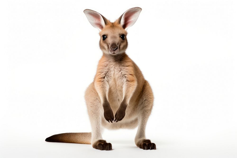 A baby kangaroo wallaby mammal animal. AI generated Image by rawpixel.
