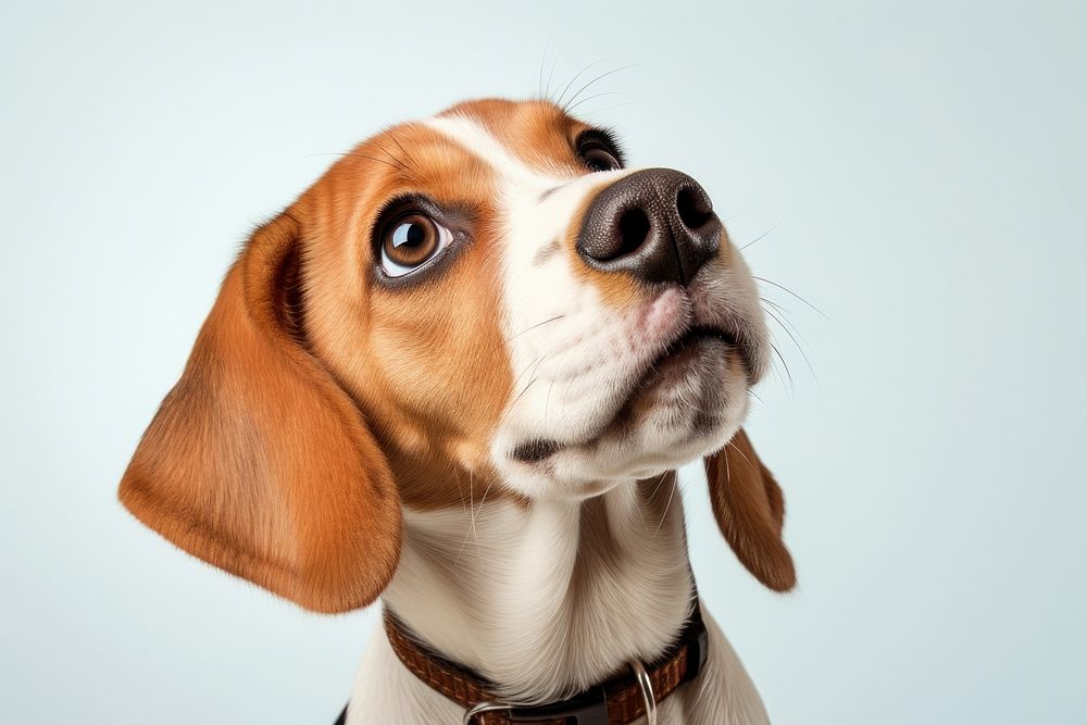 Beagle puppy dog looking animal mammal. AI generated Image by rawpixel.