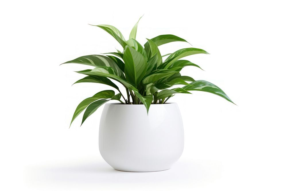 Living room plant pot leaf vase white background. AI generated Image by rawpixel.