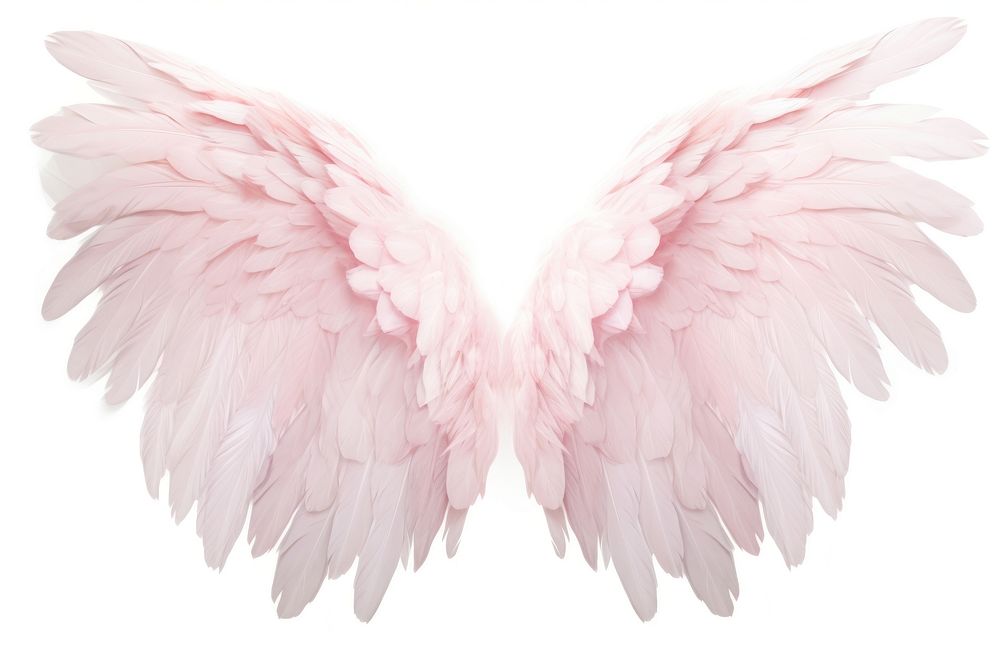 Pastel pink feather angel wings bird white background lightweight. AI generated Image by rawpixel.