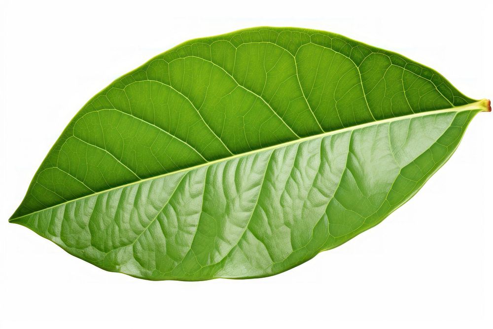 Avocado tree leaf plant white background xanthosoma. AI generated Image by rawpixel.