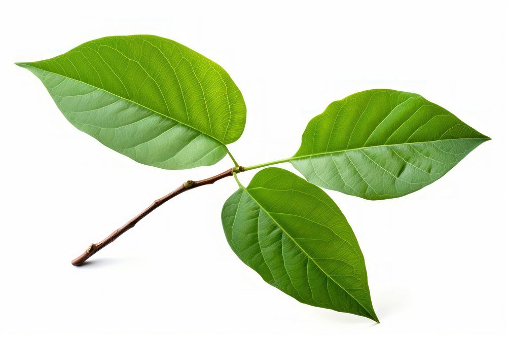 Avocado tree leaf plant white background annonaceae. AI generated Image by rawpixel.