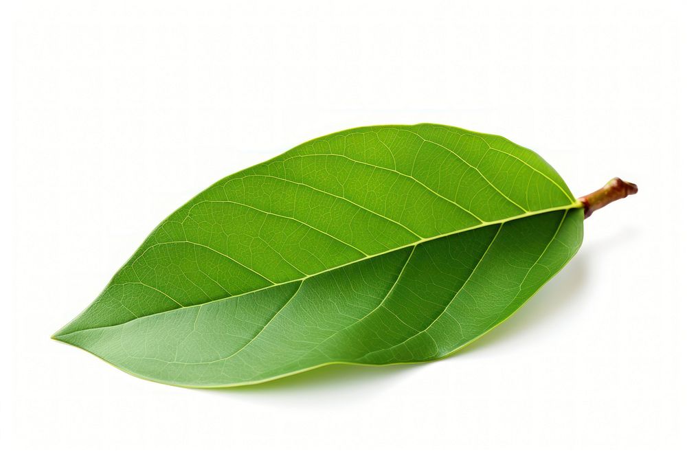 Avocado tree leaf plant white background freshness. AI generated Image by rawpixel.