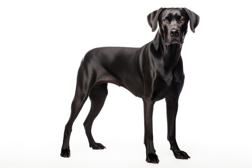 Dog standing pointer animal. AI generated Image by rawpixel.