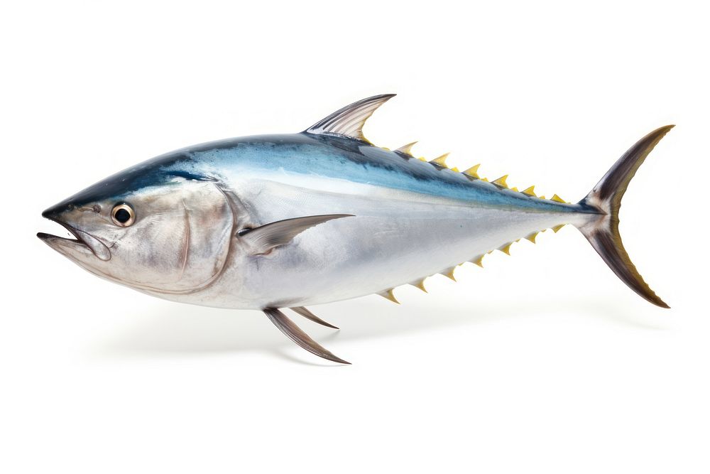 Tuna animal shark fish. AI generated Image by rawpixel.