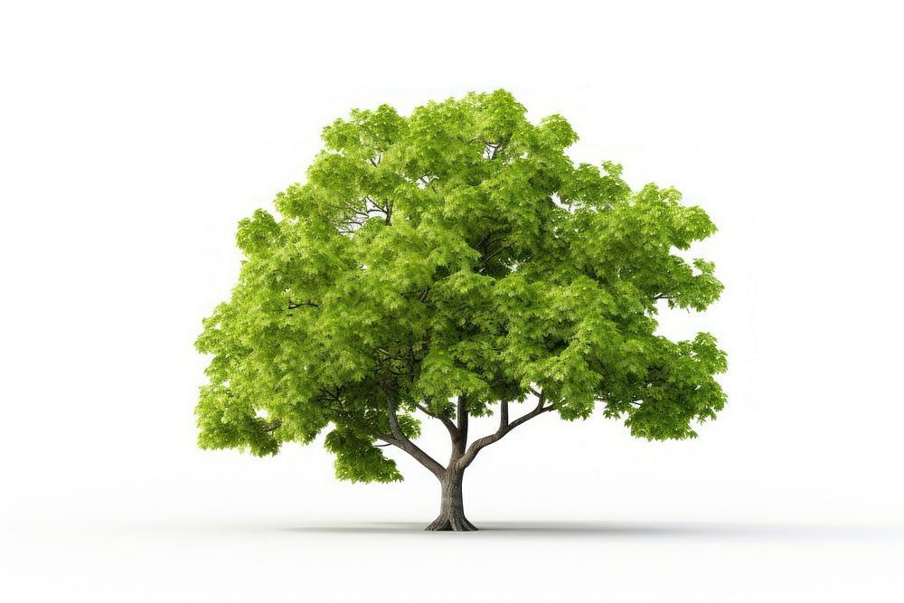 A beautiful tree plant green white background. AI generated Image by rawpixel.