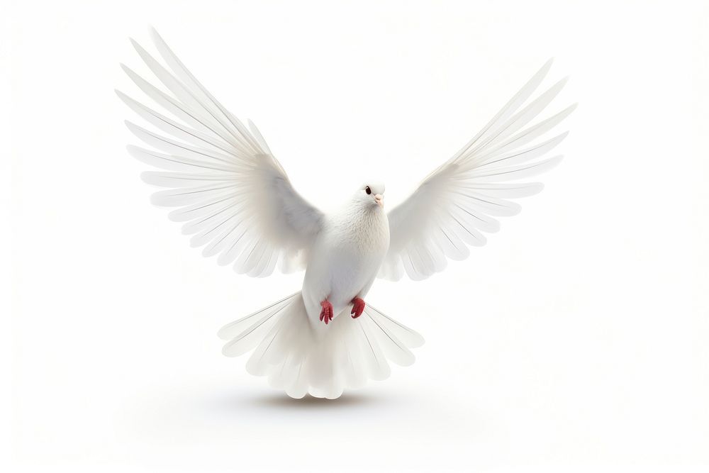 White dove animal bird white background. AI generated Image by rawpixel.