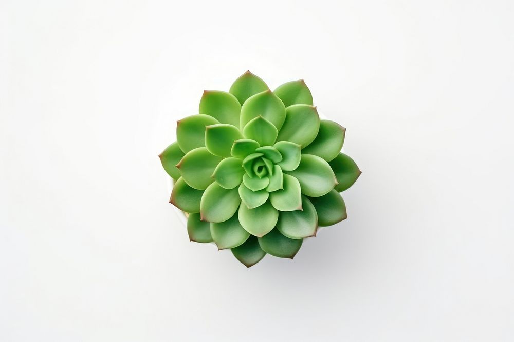 Mini green succulents plant food white background accessories. AI generated Image by rawpixel.