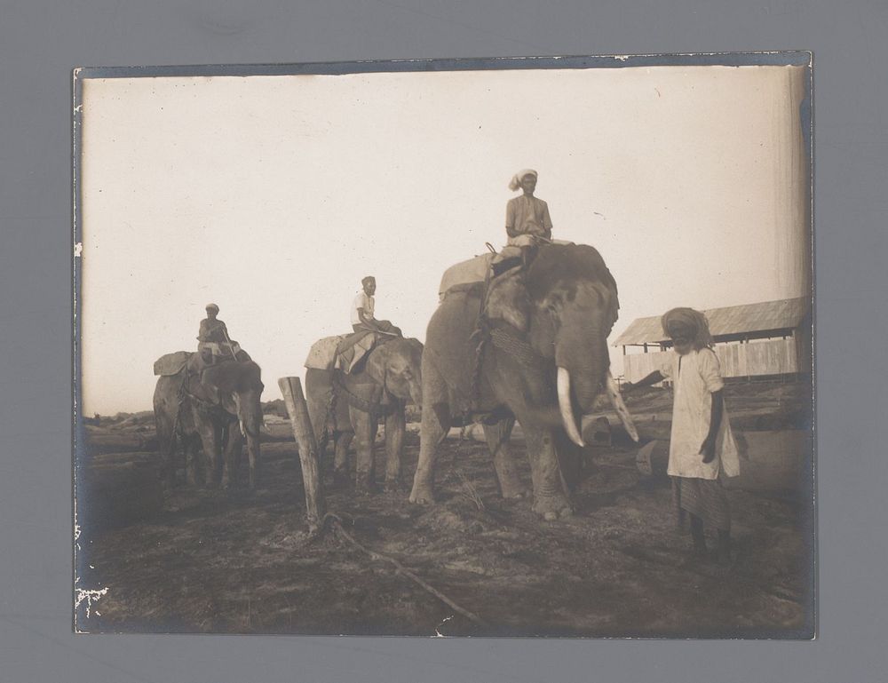Een man voor drie olifanten op een rij en hun berijders, India (1907) by Jan Adriani