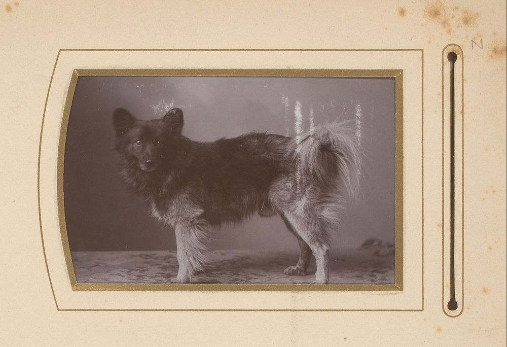 Hond (1880 - 1920) by Christian Beitz