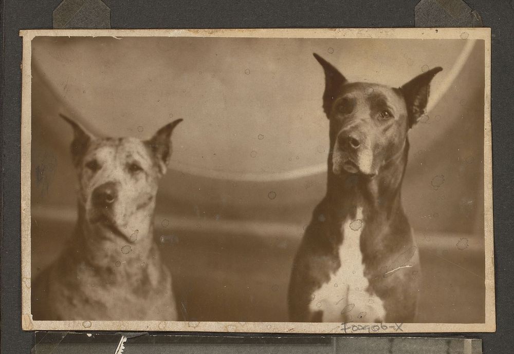 Portret van twee honden van de poppendokter (1930 - 1940) by anonymous