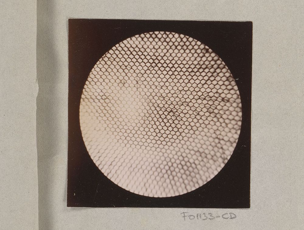 Microscopische opname van een vliegenoog, zestig keer vergroot (1887 - 1888) by Marinus Pieter Filbri