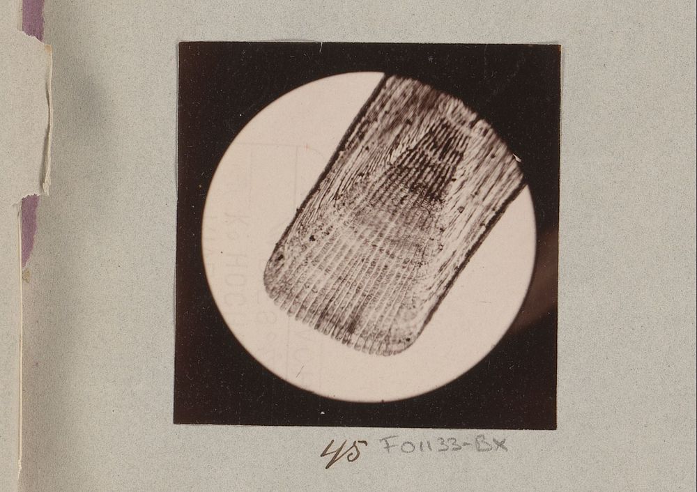 Microscopische opname van de schub van een tong, 25 keer vergroot (1887 - 1888) by Marinus Pieter Filbri