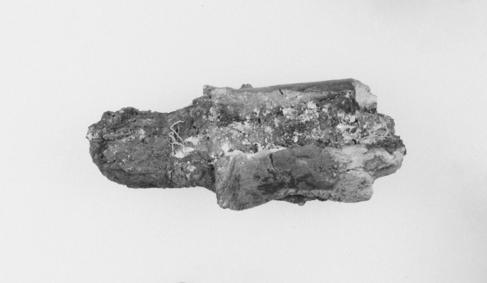 Ivory Fragment