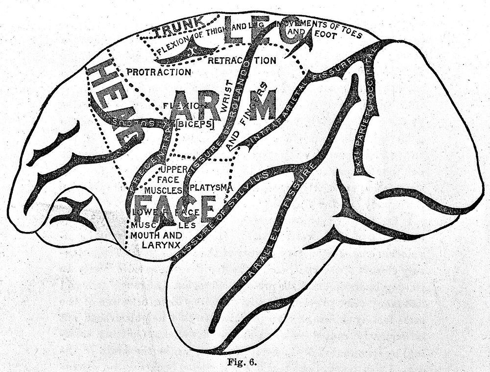 An early brain map (monkey), "Cerebral localization" Ferrier, 1890