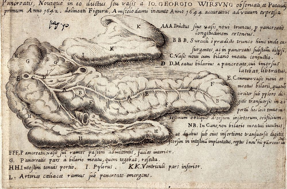 The pancreas and the pancreatic duct. Engraving after J.G. Wirsung, 1644.