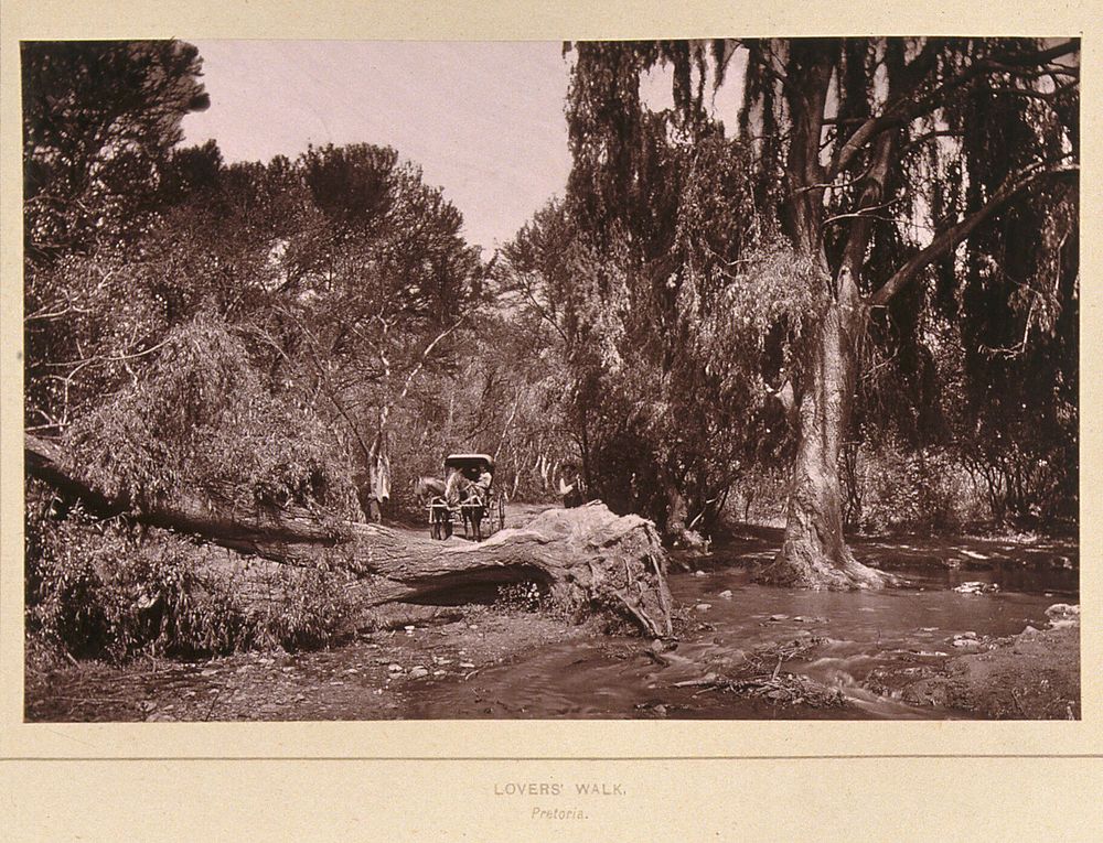 Lover's Walk, South Africa: a narrow lane obstructed by an uprooted tree and swollen stream. Woodburytype, 1888, after a…